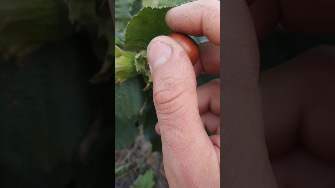 Первые будущие орехи на Tonda D.,Tonda R. и Каталонском(2019)