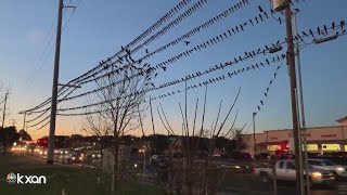 Grackle hoards invade Austin grocery stores; why this species is more than meets the eye