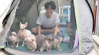 All 9 pets going camping