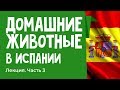 Особенности содержания животных в Испании Лекция &quot;как у них&quot;