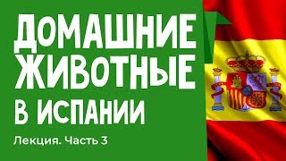 Особенности содержания животных в Испании Лекция &quot;как у них&quot;