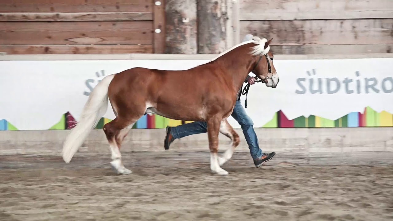 STEINPRINZ TM-A BZ29249 – Haflinger-Hengstparade 2021 in Neumarkt