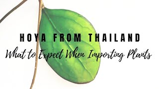 Hoya From Thailand: What to Expect When Importing Plants Hoya From Thailand: What to Expect When Importing Plants