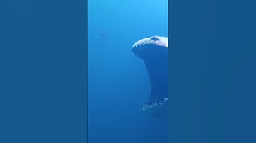 The Bloop is Back | The bloop 2024 #shorts #thebloop #deepsea#ytshorts