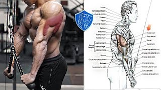 12تمارين فعال لاستهداف عضله التراي | عضله ذو الثلاث روؤس