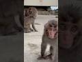 無邪気すぎてかわいい😍#ニホンザル #高崎山自然動物園 #monkey