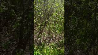 HIKING IN AN AWESOME FOREST W/ THICK FOLIAGE ON A SPRING DAY 🌄 #forest #hiking #subscribeformore