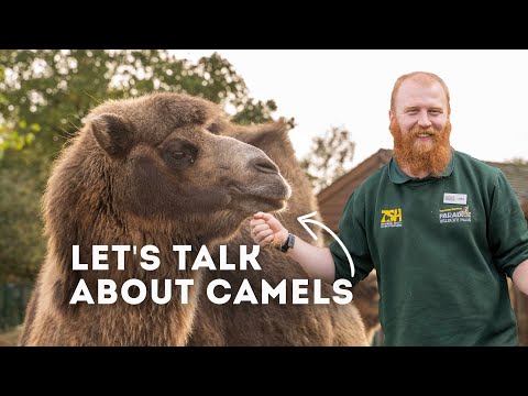 Let's Talk Bactrian Camels! | Paradise Wildlife Park