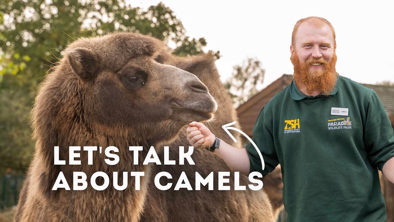 Let's Talk Bactrian Camels! | Paradise Wildlife Park
