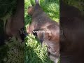 funny dog