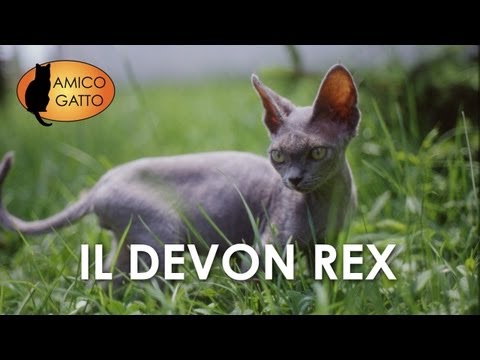 Video: Devon Rex Razza Di Gatto Ipoallergenico, Salute E Durata Della Vita