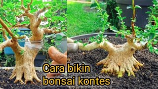 For beginners How to make a bonsai contest