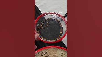 Spending my life savings at a venomous snake show.