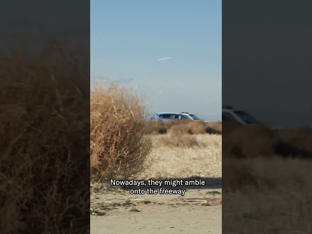 Here Is Why Tumbleweeds Tumble | #DeepLook #Shorts