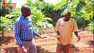 How to make your first Million from soil: Pawpaw Farming (Part 2)