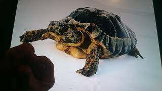 Horacio the handsnake - Janus the two-headed tortoise