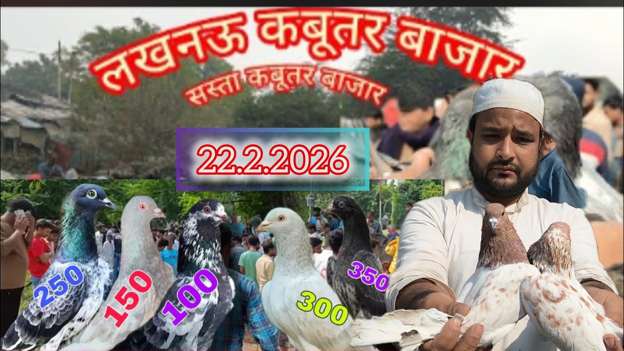 लखनऊ कबूतर बाजार 22.2.2026 सस्ता कबूतर बाजार #pigeon #kabootar #market #kabutarmarket