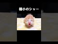 極小のシャー　#保護子猫 #うにむぎはち