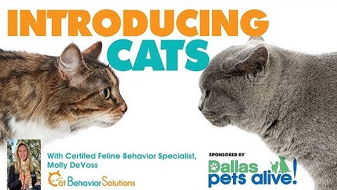 How to Introduce Cats - Without fur flying