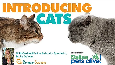 How to Introduce Cats - Without fur flying
