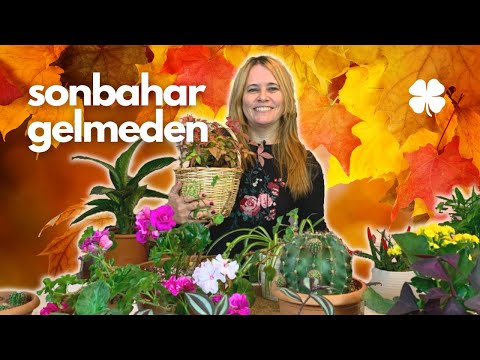 Video: Hangi Bitkilerin Sonbahar Budamasına Ihtiyacı Var?