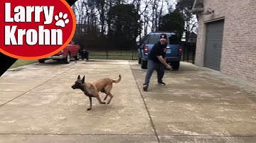 How I teach dog training positions/luring vs shaping