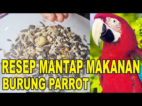 Video: Bolehkah burung kakak tua alexandrine makan anggur?