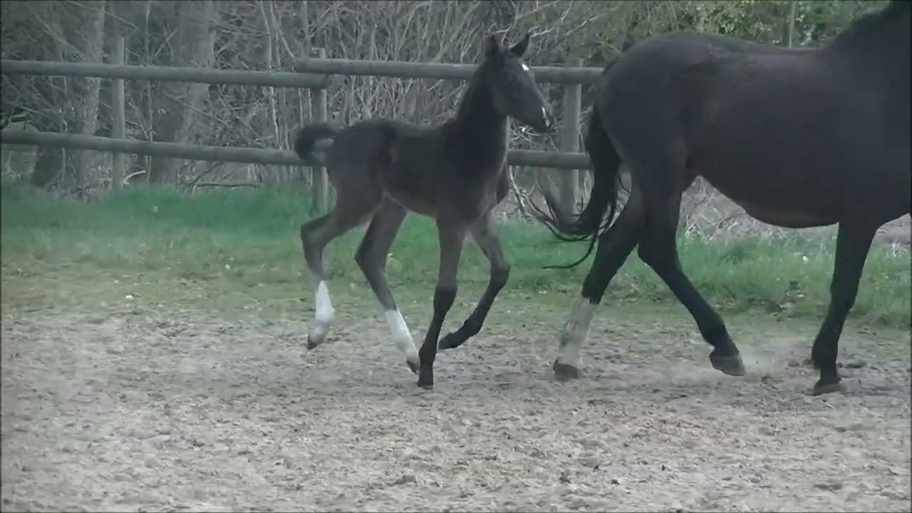 HF2022 Diathletico Certus