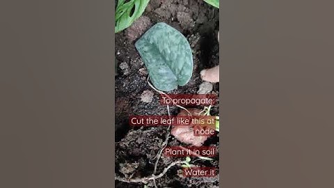 How to propagate Satin pothos | Propagation in money plant by cutting | #Shorts #shorts
