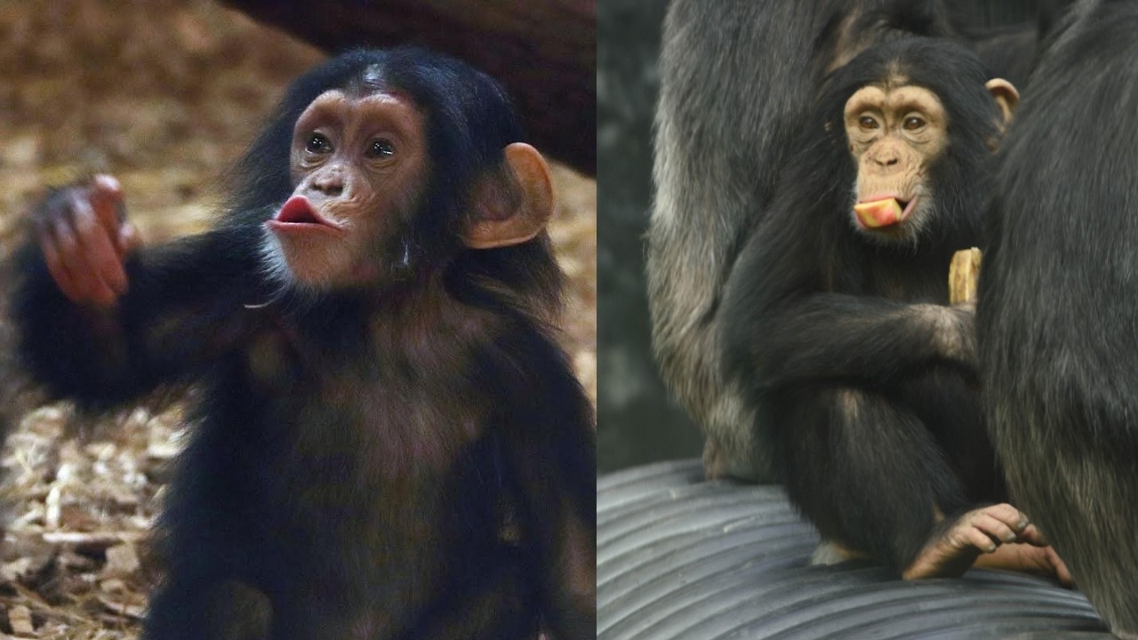 From Baby Steps to Wild Spins: Lola the Chimp’s Incredible Journey