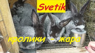 картинка: КРОЛИКИ//ОБЗОР//ЖАРА//УШНОЙ КЛЕЩ