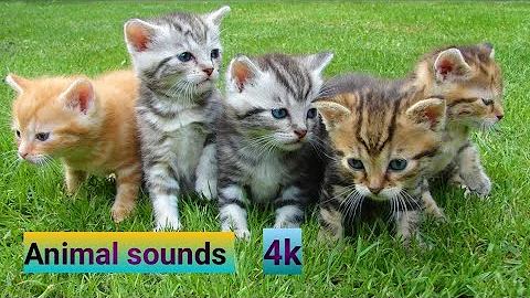 animal sounds for kids (20 Amazing Animals Sounds) Animals Voice