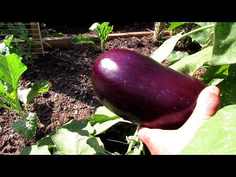 Video: Growing Eggplant Outdoors