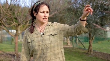 Pruning Fruit Trees   The Basics  Step One   The Shape 1