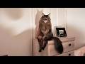 When Your Cat Forgets It S A Cat ЁЯШВ When Your Cat Forgets It S A Cat ЁЯШВ