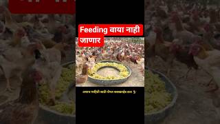 feeding वाया नाही जाणार 🐓🔝 #agribusiness #freerangechickens #poultrytips #modernfarming