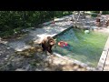 Купание медведя Мансура в бассейне с кругом