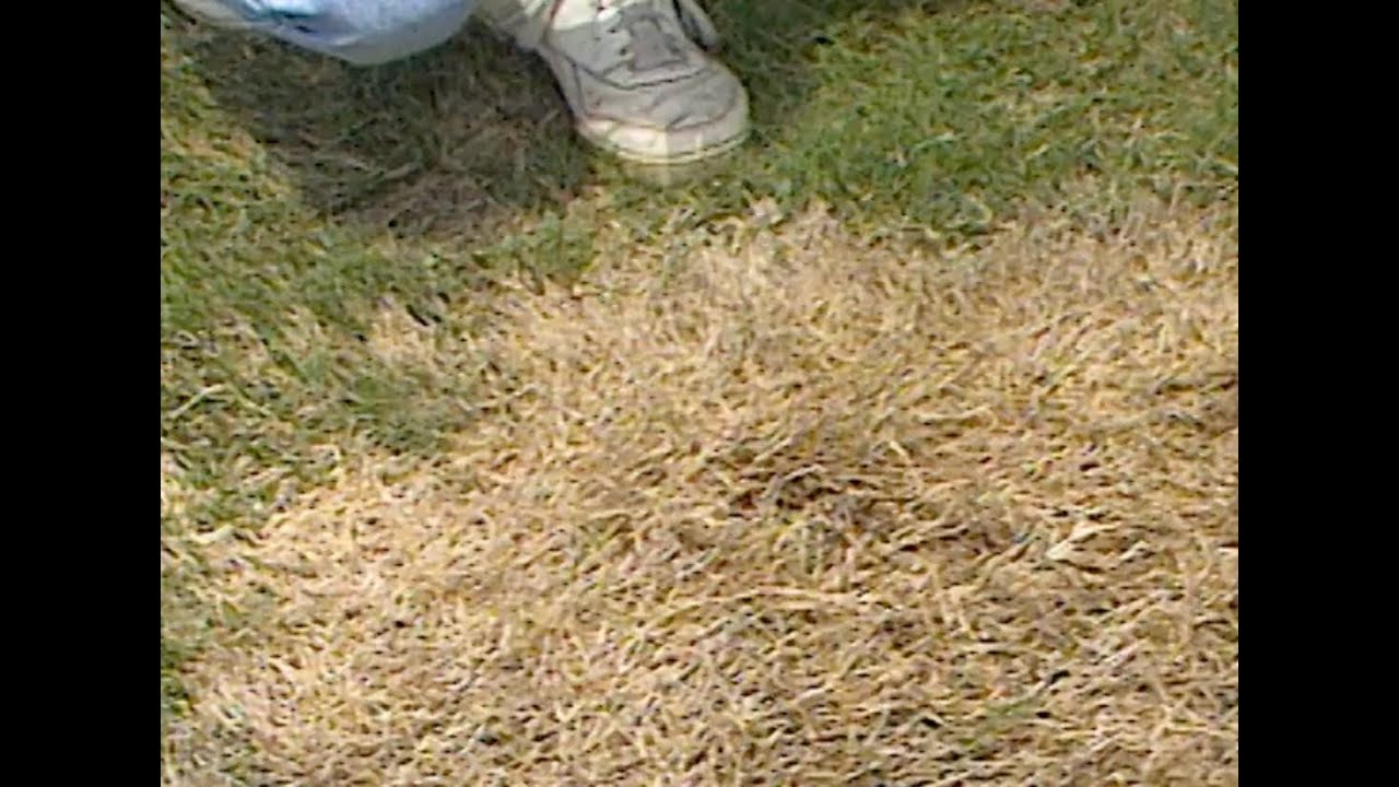 Spring Dead Spot - YouTube
