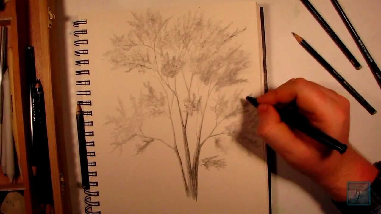 How to Draw a Realistic Tree - YouTube