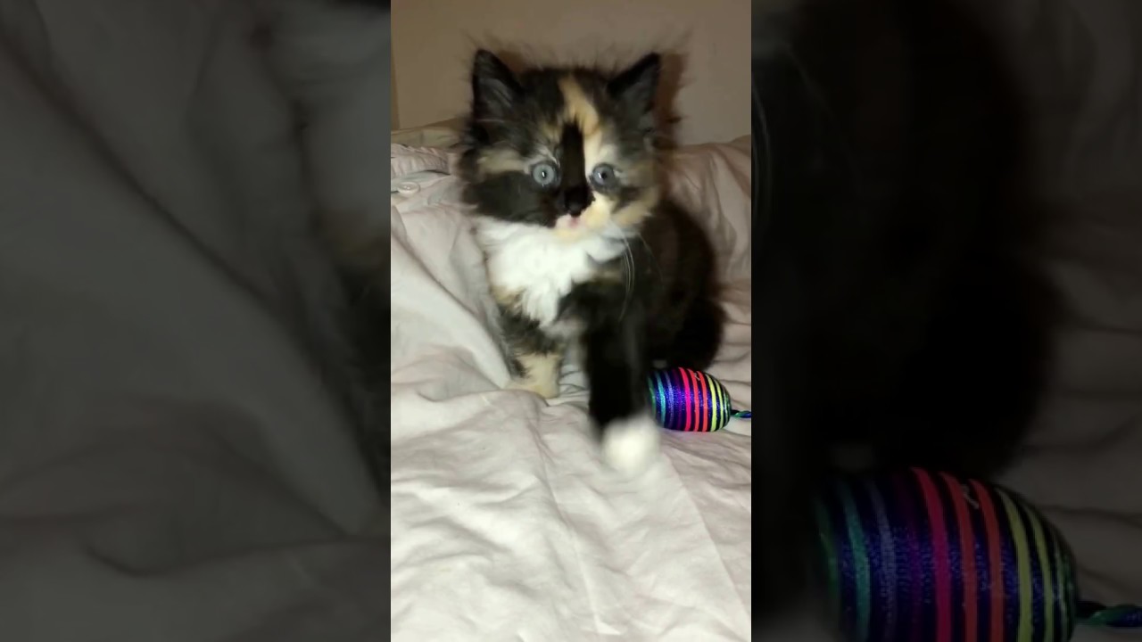 chewbacca the cat youtube