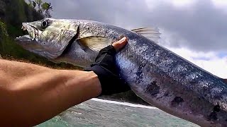 Barracuda (Guadeloupe) - Pêche Au Leurre