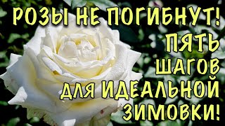 видео: ХВАТИТ ТЕРЯТЬ РОЗЫ КАЖДУЮ ЗИМУ! Сделайте ЭТО УЖЕ СЕЙЧАС и они ПРЕКРАСНО ПЕРЕЗИМУЮТ! картинка: ХВАТИТ ТЕРЯТЬ РОЗЫ КАЖДУЮ ЗИМУ! Сделайте ЭТО УЖЕ СЕЙЧАС и они ПРЕКРАСНО ПЕРЕЗИМУЮТ!