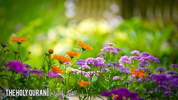 #سورة_النساء  بصوت القارئ اسامة صبحي حسين #تلاوة #قرآن #القرآن_الكريم #القرآن #quran #القران_الكريم