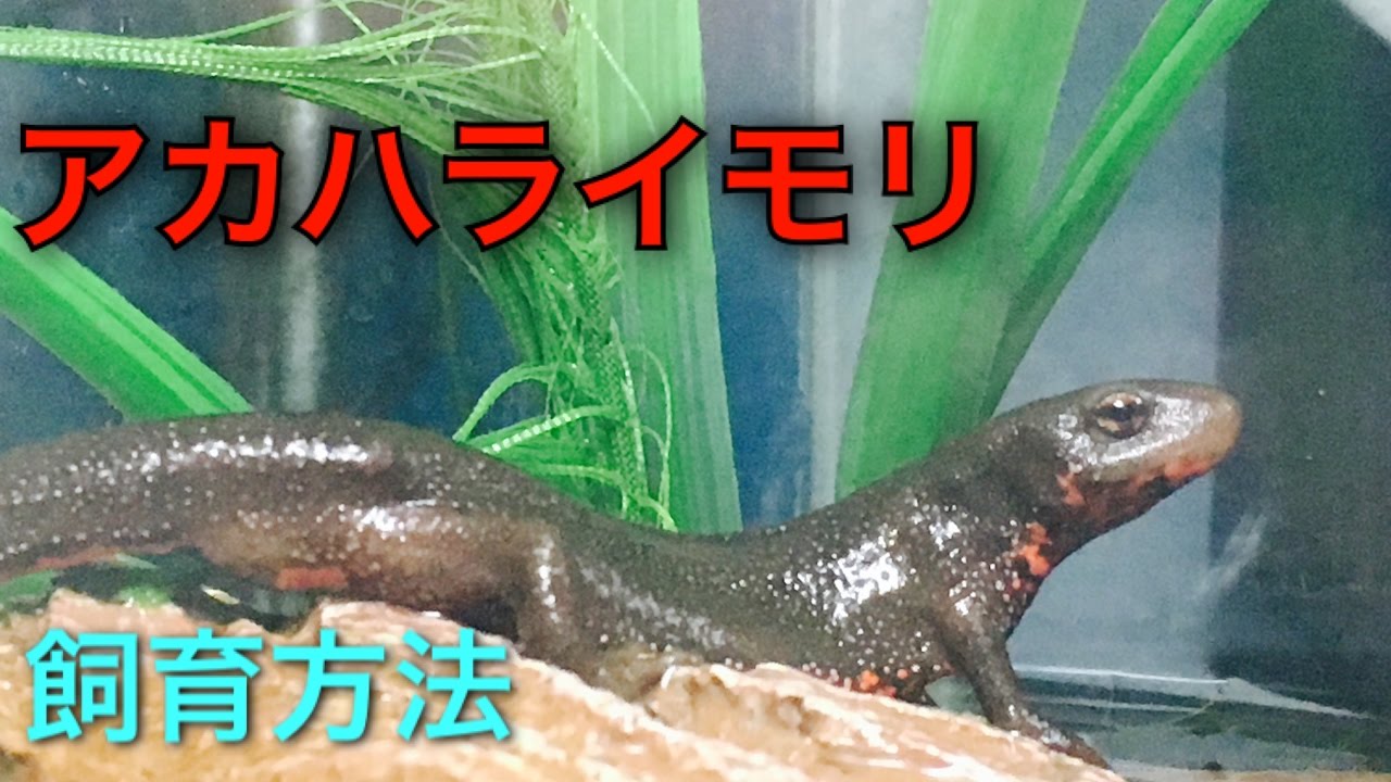 アカハライモリの飼育方法 改訂版 Youtube