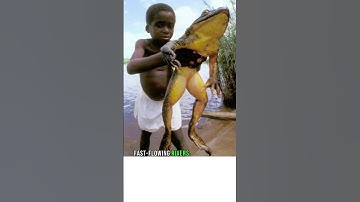The Goliath Frog: The Biggest Frog in The World #animals