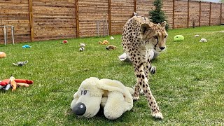 We set up a playground for Cheetah Gerda in the yard. The cat was stunned by the amount of toys!