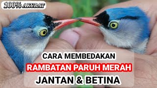 TIPS AKURAT MEMBEDAKAN RAMBATAN PARUH MERAH JANTAN & BETINA 🐦