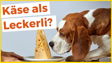 Ist Käse für Hunde schädlich?