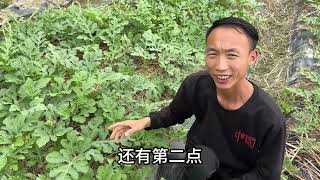 西瓜高产的方法开花坐果时做好2点棵棵都收货大西瓜