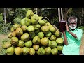 Coconut SARBATH prepared by daddy arumugam / Village food factory